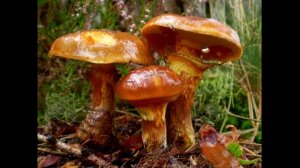 Boletus Elegans