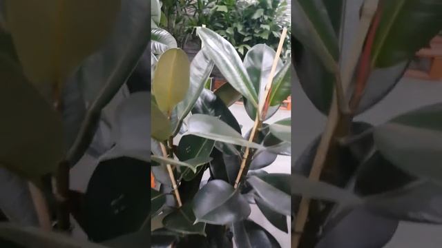 Фикус Робуста 3ствола смотреть онлайн