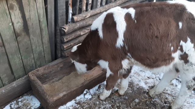 Вводим сухой корм поросятам. Сколько комбикорма даём животным. За что получил в глаз.