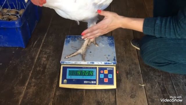 Вес индюшат 2 месяца 4 дня смотреть онлайн