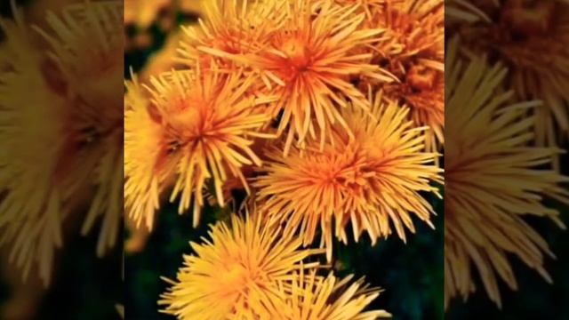 Улыбка осени.Хризантемы.Autumn smile.Chrysanthemum.