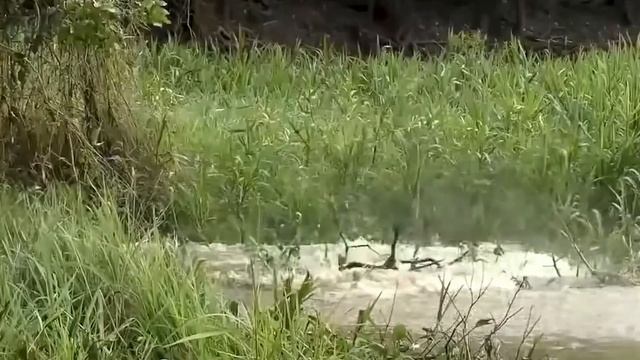 Кошка-гигант, которая ела людей смотреть онлайн