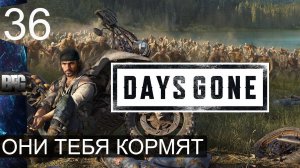 Days gone ➤ Прохождение — Часть 36: Они тебя кормят (без комментариев)