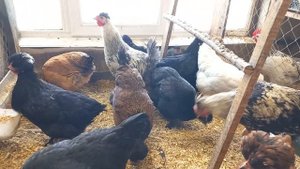 куры русская хохлатая.