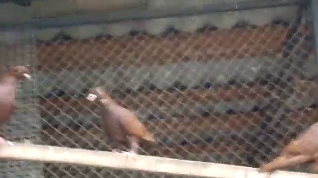 Красные бакинские голуби ст.Отрадная смотреть онлайн