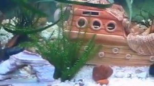 РЫБА СОМ В АКВАРИУМЕ !!