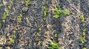 No-till. Вегетация чечевицы . Состояние на 7.05.17