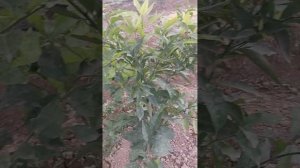 Как отличать Цитрусовых! Лимон от апельсина #парник #бизнес #огород #green #цитрус #апелсин #лимон
