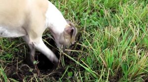 Сема мышкует