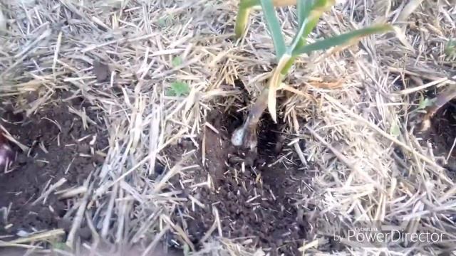 Сравнение чеснока под соломой и без. смотреть онлайн