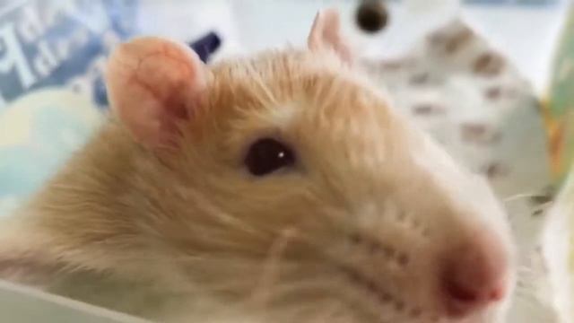 Помощь экзотическим животным в филиале ветеринарной клиники ВЕТОБЕРЕГ смотреть онлайн