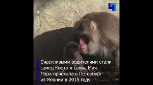 У японских макак в Ленинградском зоопарке родился детеныш