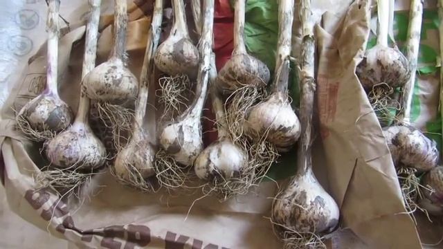 Наша дача на 17.08.19 г. Розы и картофель.Урожай чеснока, лука. смотреть онлайн