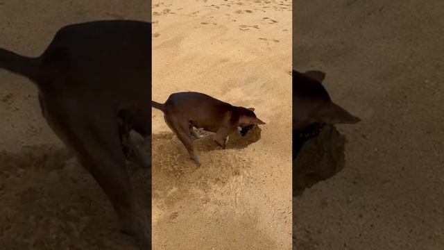 Собака пытается поймать краба на пляже Шри-Ланки ?