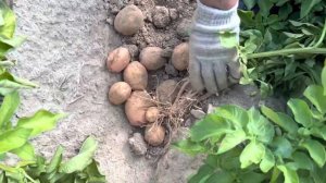 Сколько реально даёт клубней элитные сорта картофеля: беллароза и фиделия