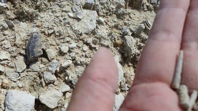 окаменелости малыши:  членики морской лилии, иголки морского ежа, брахиоподы