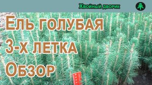 Ель голубая 3-х летка. Обзор осень 2022 г - весна 2023г.Питомник Хвойный дворик.