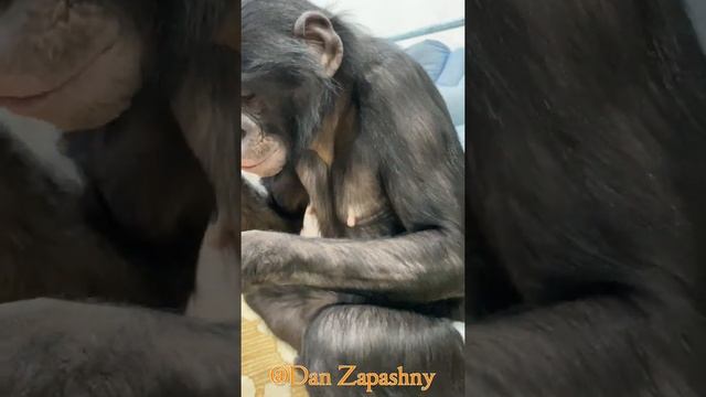 #shorts Знали что Шимпанзе Боня ест завтрак используя ложку? Приколы с животными 2021 смотреть онлайн