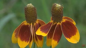 Ратибида (Ratibida)