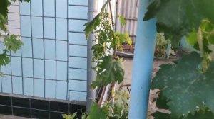 Оидиум, милдью антракноз и другие заболевания винограда