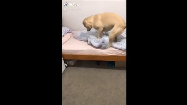 funny dogs 58#Shorts./забавные собачки 58