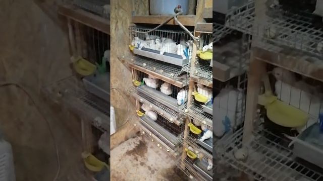 Птицеводство как бизнес.1часть.С чего начать Начинающим./1видео про перепелов/???