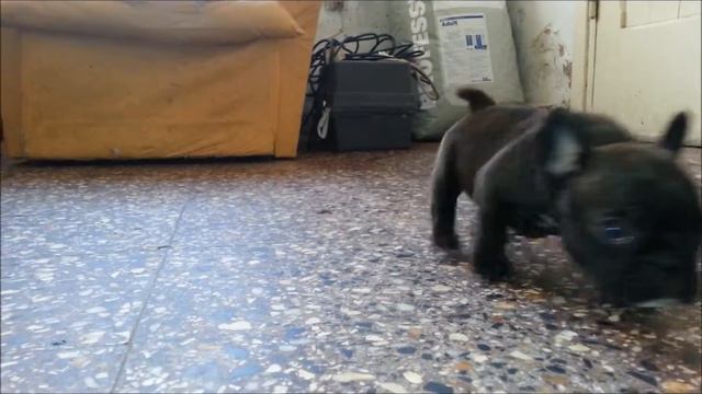 BULLDOG FRANCES MIRNA 2° Cria 11 09 2013 смотреть онлайн