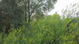 РАСШИРЯЮ ПАСЕКУ ! КУПИЛ МЕДОГОНКУ "ПЧЕЛОТЕХНИКА"! ПОЛЕ ЛЮЦЕРНЫ?