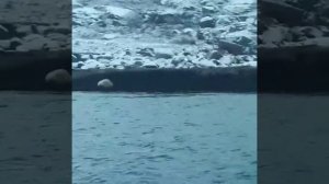 Огромный морской заяц