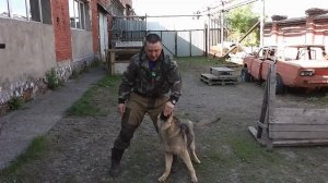 учим собаку трюк восьмерка 8