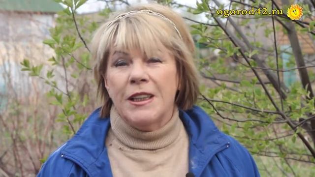 Черемуха душистая на даче. Сорта. Несложная борьба с вредителями смотреть онлайн