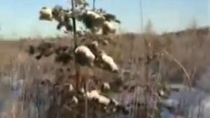 охота на кабана зимой
