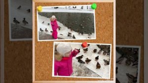 В мире пернатых друзей