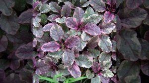 Живучка ползучая