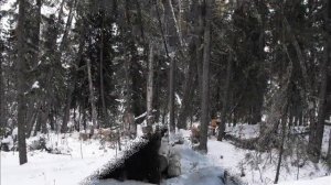 Зимой в лесной избушке