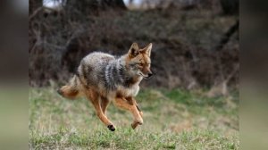 Рассказы о собаках. Э. Сетон-Томпсон. Чинк