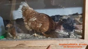 Как квочка-наседка приняла цыплят из инкубатора //"Мое Подворье"