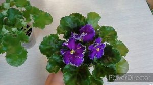 Фиалка Reigning Beauty(J. Swift)/Описание сорта фиалки.//Первое цветение стартёра! Сорт или спорт?!