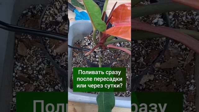 Как поливать растения после пересадки?