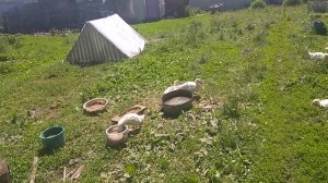 Утки Черри Велли падают на ноги.