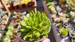 #393 How OROSTACHYS FIMBRIATA SUCCULENT changes the shape | SEN ĐÁ BIẾN HÌNH THAY ĐỔI HÌNH DẠNG