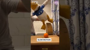 Best of DONALDDUCC TikTok Compilation - Funny Donald Duck TikToks of 2021