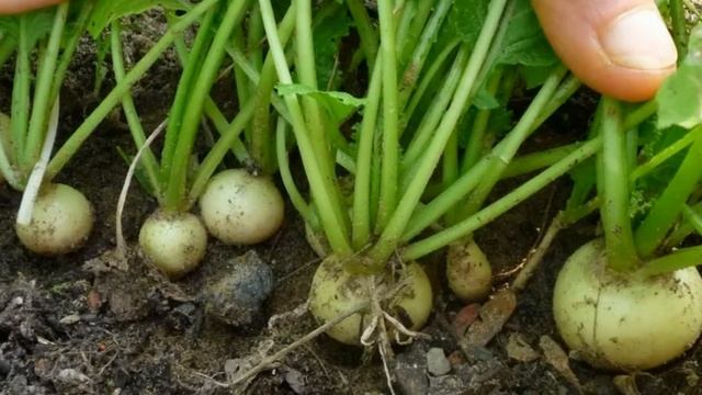 ДАЙКОН БЕЛОЕ СОЛНЦЕ - СКОРОСПЕЛЫЙ УСТОЙЧИВЫЙ К СТРЕЛКОВАНИЮ СОЧНЫЙ ОСВЕЖАЮЩИЙ СОРТ смотреть онлайн