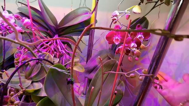 Орхидеи ВОТ ЭТО НАКРУТИЛИ! Распутываю. смотреть онлайн