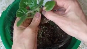 Выращивание Фиалок. Фиалки у Алисы.