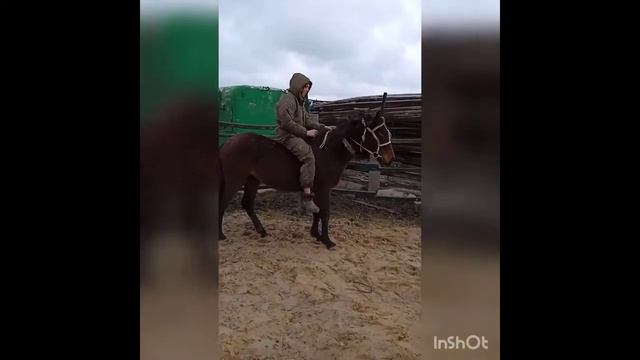 Объездка Лошадей в Старотитаровской  | Кубанские казаки | #верховаяезда конюшня #Кубанскиеказаки #Ю