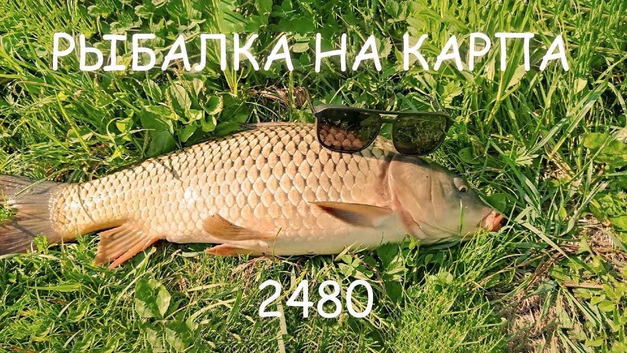 ДОЖДАЛСЯ СВОЙ ПАРОВОЗ _ ПОПЛАВОК + ГОРОХ _ ОН МНЕ ДАЛ ПОПОТЕТЬ. смотреть онлайн