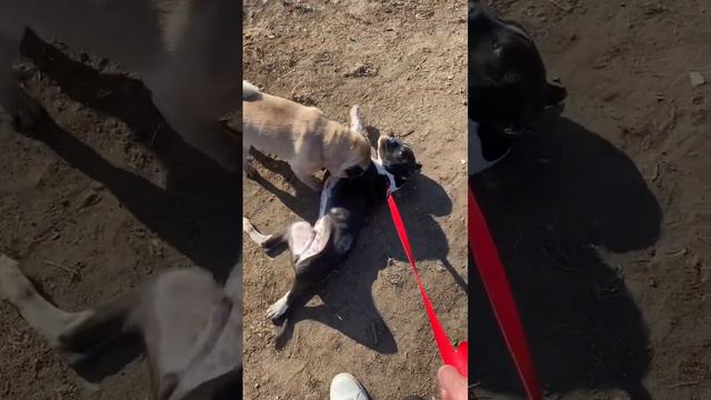 Амстафф Бутчинез 4 месяца мопс занежил до смерти Стаффа #амстафф #стафф смотреть онлайн