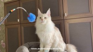 Снежный персик - парнишка Мейн-кун окраса красный серебристый мрамор (ds 22) - 7,5 месяцев