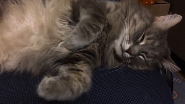 Кот смешно спит. смотреть онлайн